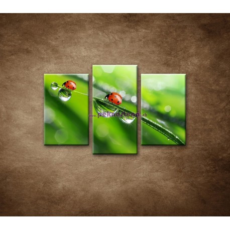 Obrazy na stenu - Lienky - 3dielny 75x50cm