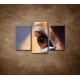 Obrazy na stenu - Koňské oko - detail - 3dielny 75x50cm