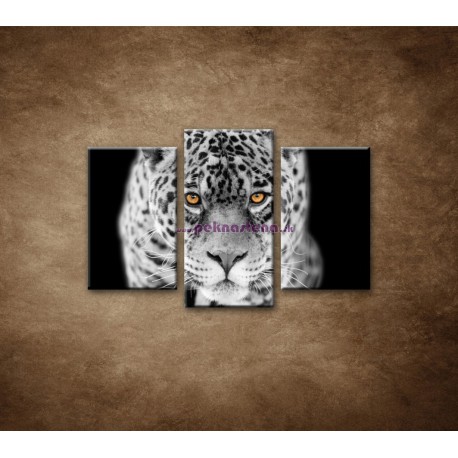 Obrazy na stenu - Čiernobiely jaguár - 3dielny 75x50cm