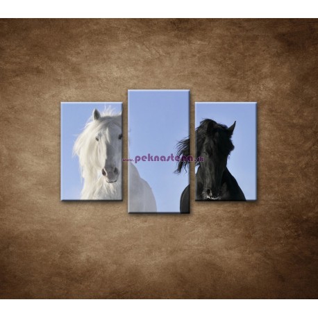 Obrazy na stenu - Párik koní - 3dielny 75x50cm