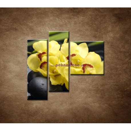 Obrazy na stenu - Žltá orchidea s kameňmi -  3dielny 110x90cm