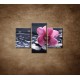 Obrazy na stenu - Ružová orchidea na kameni  - 3dielny 90x60cm