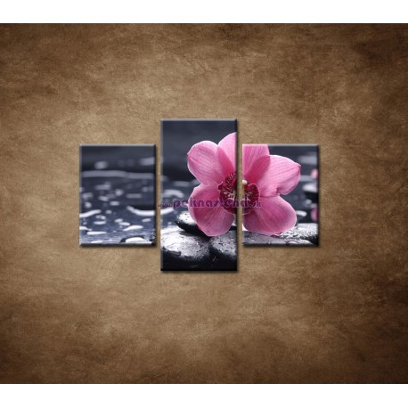 Obrazy na stenu - Ružová orchidea na kameni  - 3dielny 90x60cm