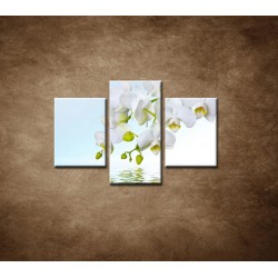 Obrazy na stenu - Biela orchidea nad hladinou  - 3dielny 90x60cm