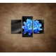 Obrazy na stenu - Modrý kvet na kameňoch  - 3dielny 90x60cm