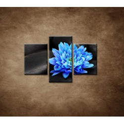 Obrazy na stenu - Modrý kvet na kameňoch  - 3dielny 90x60cm
