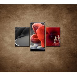Obrazy na stenu - Červená amarylka - 3dielny 90x60cm