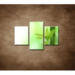 Obrazy na stenu - Bambusový výhonok  - 3dielny 90x60cm