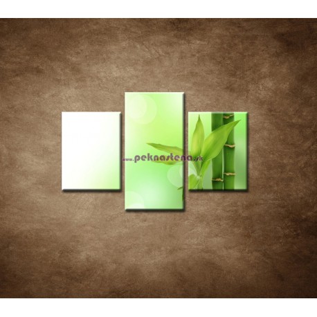 Obrazy na stenu - Bambusový výhonok  - 3dielny 90x60cm