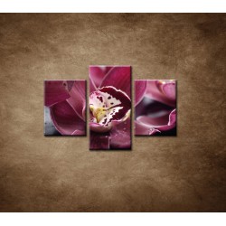 Obrazy na stenu - Orchidea na kameni  - 3dielny 90x60cm