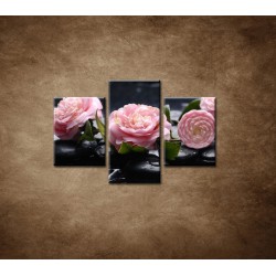 Obrazy na stenu - Kvety kamélie a kamene - 3dielny 90x60cm