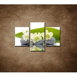 Obrazy na stenu - Biele kvety na kameňoch - 3dielny 90x60cm