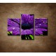 Obrazy na stenu - Fialový kvet - 3dielny 90x60cm
