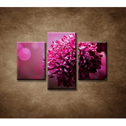 Obrazy na stenu - Kvetinové pozadie - 3dielny 90x60cm