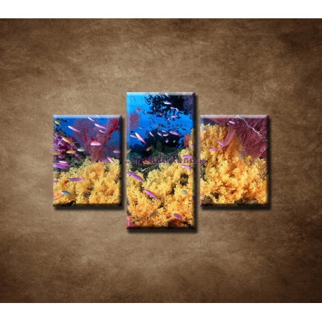 Obrazy na stenu - Korálový útes - 3dielny 90x60cm