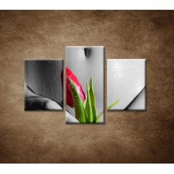 Obrazy na stenu - Mokré dievča s tulipánom - 3dielny 90x60cm