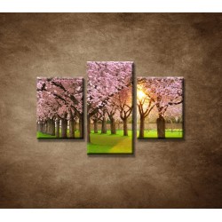 Obrazy na stenu - Kvitnúce čerešne  - 3dielny 90x60cm