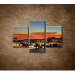 Obrazy na stenu - Safari  - 3dielny 90x60cm