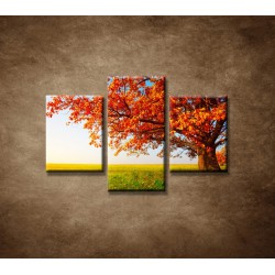 Obrazy na stenu - Jesenný dub  - 3dielny 90x60cm