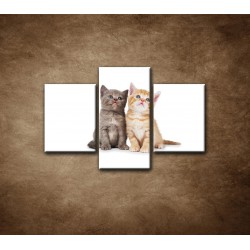 Obrazy na stenu - Dve mačiatka - 3dielny 90x60cm
