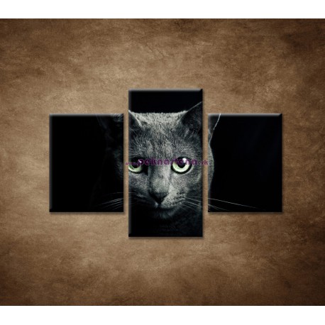 Obrazy na stenu - Pohľad mačky - 3dielny 90x60cm