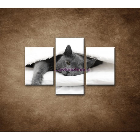 Obrazy na stenu - Odpočívajúca mačka - 3dielny 90x60cm