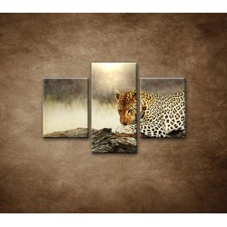 Obrazy na stenu - Odpočívajúci leopard - 3dielny 90x60cm