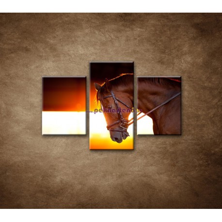 Obrazy na stenu - Kôň v stajni - 3dielny 90x60cm