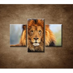 Obrazy na stenu - Leví kráľ - 3dielny 90x60cm