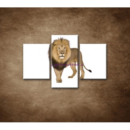 Obrazy na stenu - Lev - 3dielny 90x60cm