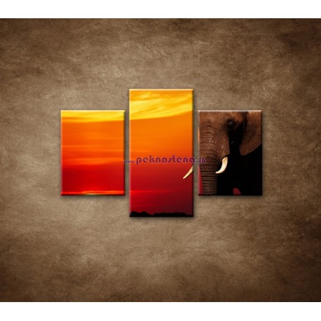 Obrazy na stenu - Afrika - 3dielny 90x60cm