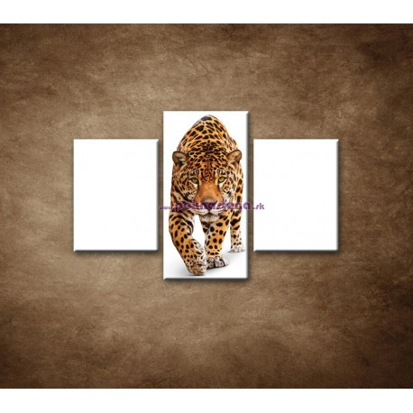 Obrazy na stenu - Jaguár - 3dielny 90x60cm