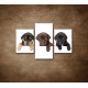 Obrazy na stenu - Tri šteniatka - 3dielny 90x60cm
