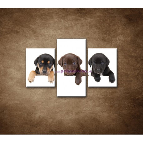 Obrazy na stenu - Tri šteniatka - 3dielny 90x60cm