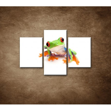 Obrazy na stenu - Žabka - 3dielny 90x60cm