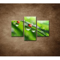 Obrazy na stenu - Lienky - 3dielny 90x60cm
