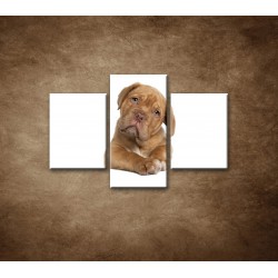 Obrazy na stenu - Šteniatko - 3dielny 90x60cm