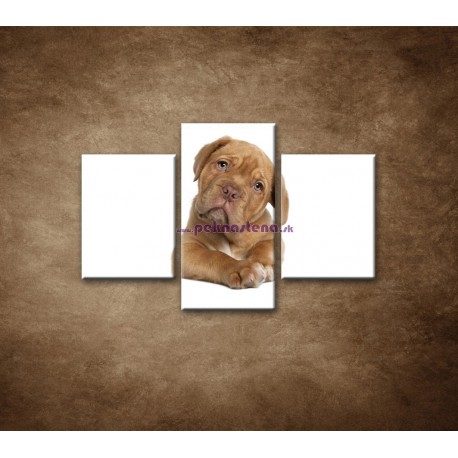 Obrazy na stenu - Šteniatko - 3dielny 90x60cm