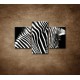 Zebre na stenu - Obrazy na stenu - bra - 3dielny 90x60cm