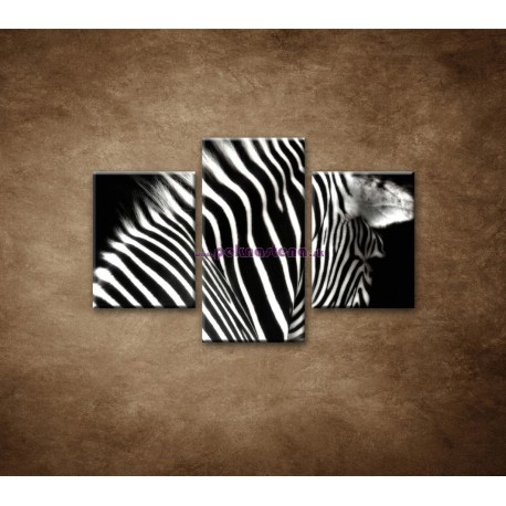 Zebre na stenu - Obrazy na stenu - bra - 3dielny 90x60cm