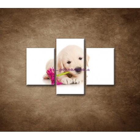 Obrazy na stenu - Psík s kvetom - 3dielny 90x60cm