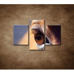 Obrazy na stenu - Koňské oko - detail - 3dielny 90x60cm