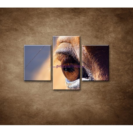 Obrazy na stenu - Koňské oko - detail - 3dielny 90x60cm