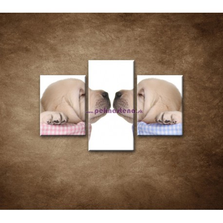 Obrazy na stenu - Šteniatká - 3dielny 90x60cm