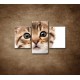 Obrazy na stenu - Mačiatko - 3dielny 90x60cm