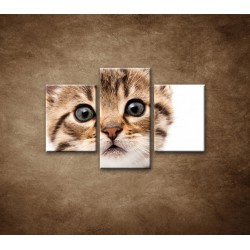 Obrazy na stenu - Mačiatko - 3dielny 90x60cm