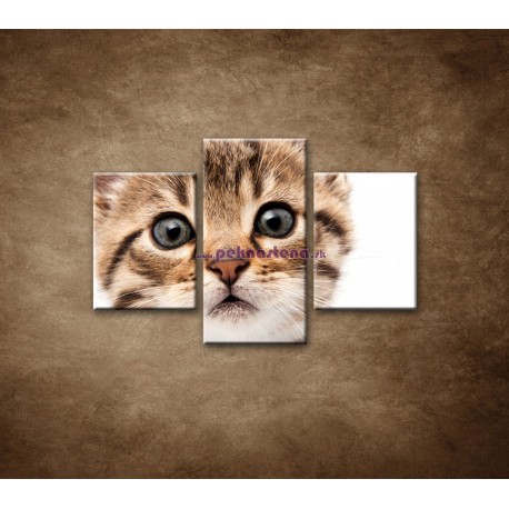 Obrazy na stenu - Mačiatko - 3dielny 90x60cm