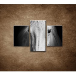 Obrazy na stenu - Biely kôň - 3dielny 90x60cm