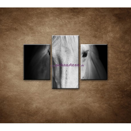 Obrazy na stenu - Biely kôň - 3dielny 90x60cm