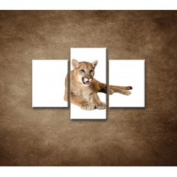 Obrazy na stenu - Levica - 3dielny 90x60cm